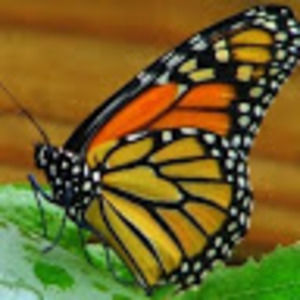 Meet your Posher, E.